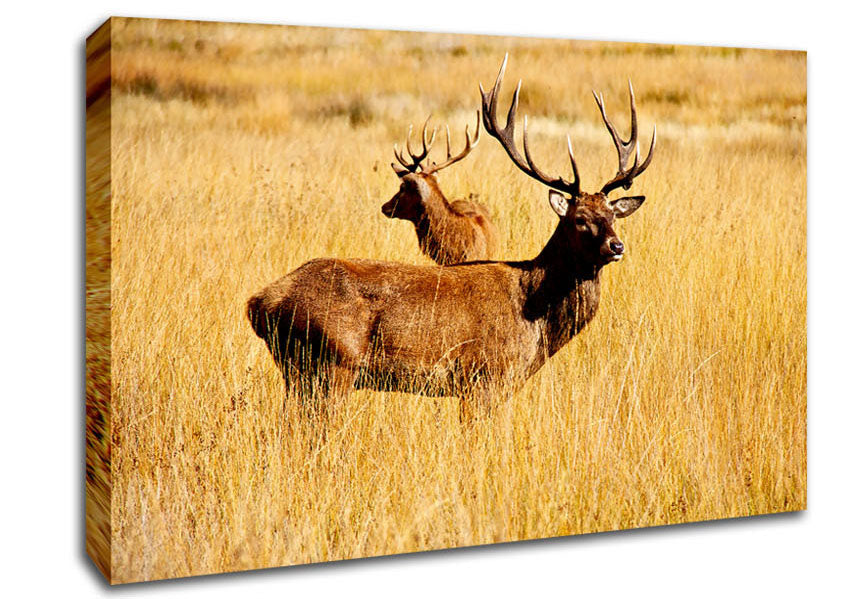 Stag Duo Canvas Wall Art