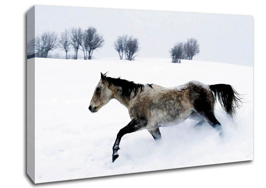 Stallion In The Snow Canvas Wall Art