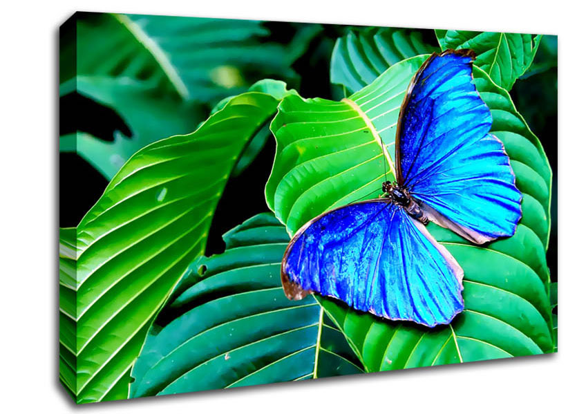 Stunning Blue Butterfly Canvas Wall Art