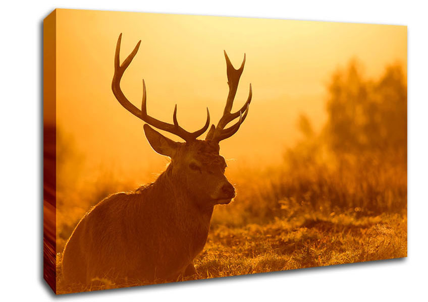 Sunset Stag Canvas Wall Art