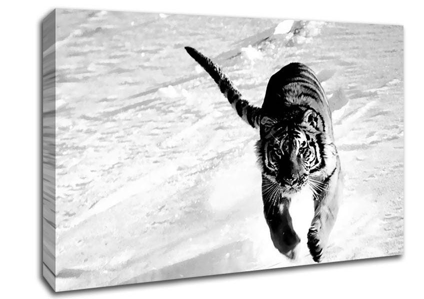 Tiger Running In Snow Canvas Wall Art