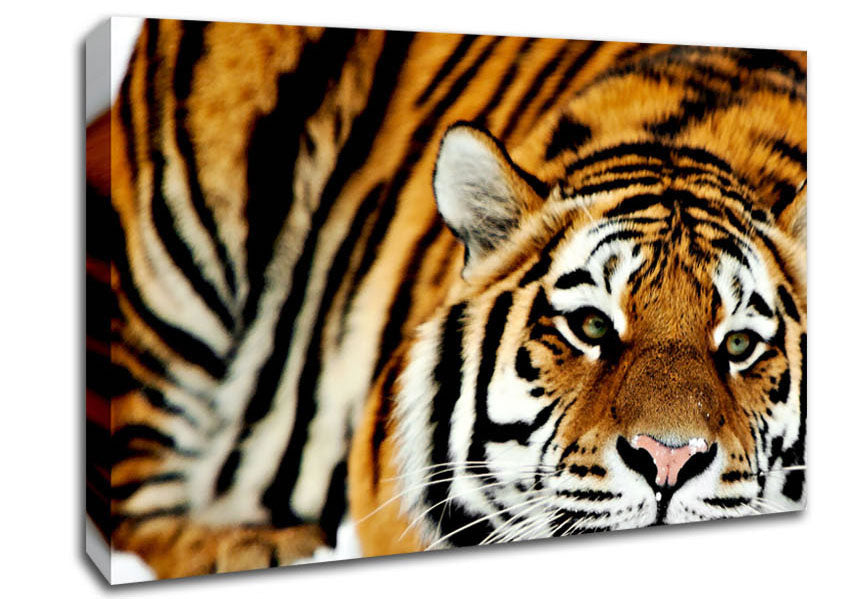 Tiger Snow Nose Canvas Wall Art
