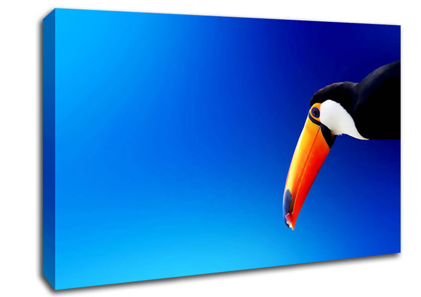 Tucan Beauty Canvas Wall Art