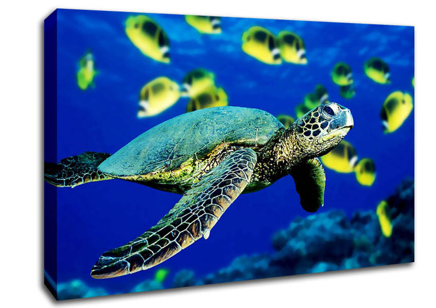 Turtle Ocean Canvas Wall Art