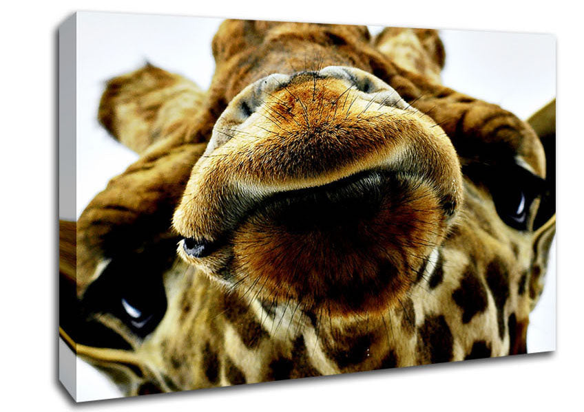 What Are You Looking At Giraffe Canvas Wall Art