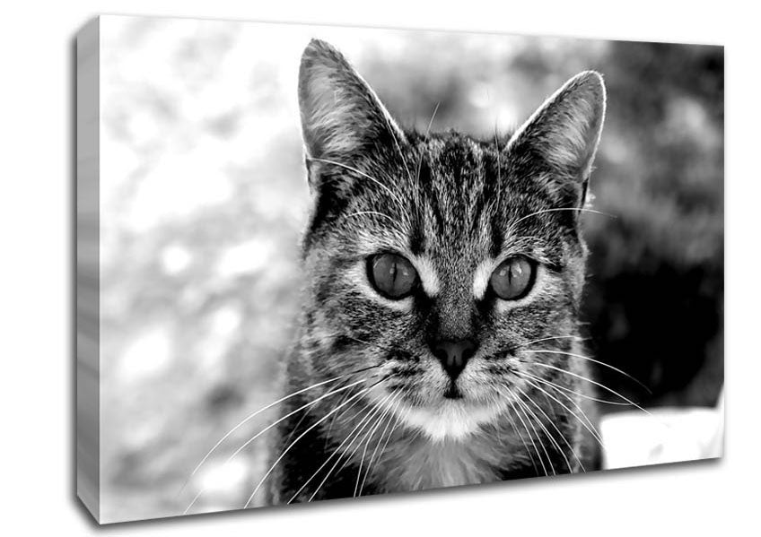 Whiskers Canvas Wall Art