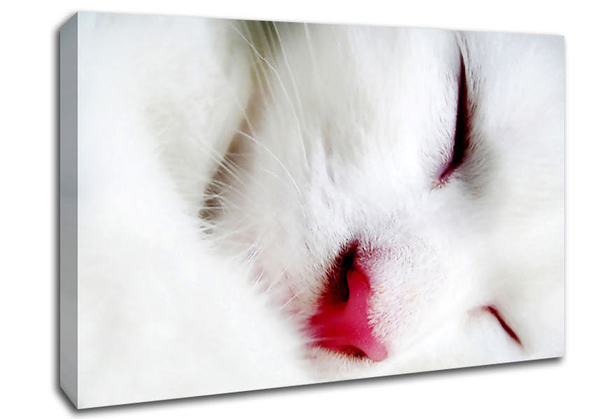 White Fluffy Cat Canvas Wall Art