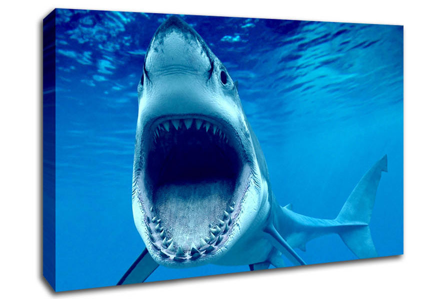 White Shark Teeth Canvas Wall Art