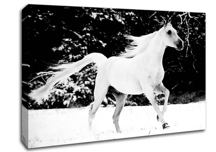 White Stallion Trot Canvas Wall Art