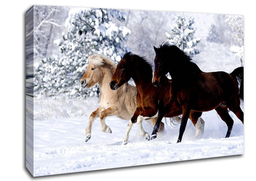 Wild Winter Horses Running Canvas Wall Art