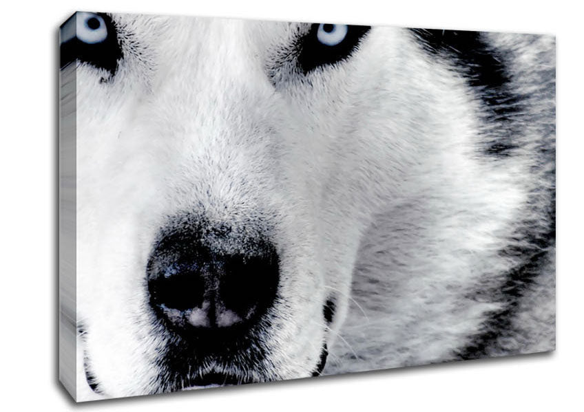 Wolf Eyes Canvas Wall Art