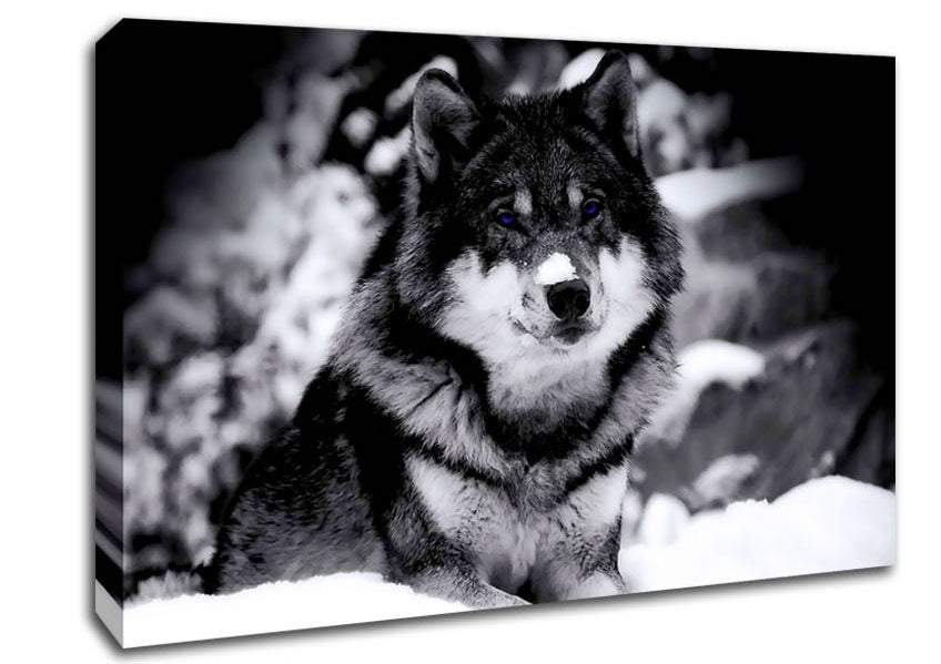 Wolf In Winter Canvas Wall Art