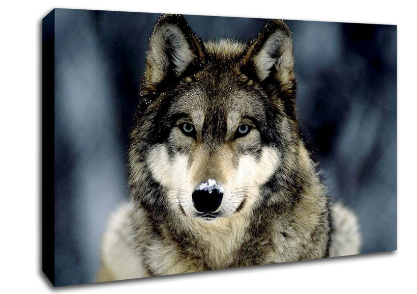 Wolf Snow Nose Canvas Wall Art