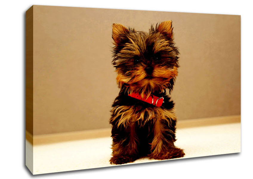 Yorkshire Terrier Puppy Canvas Wall Art