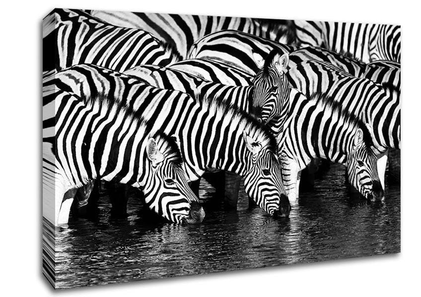 Zebra Drinking Canvas Wall Art