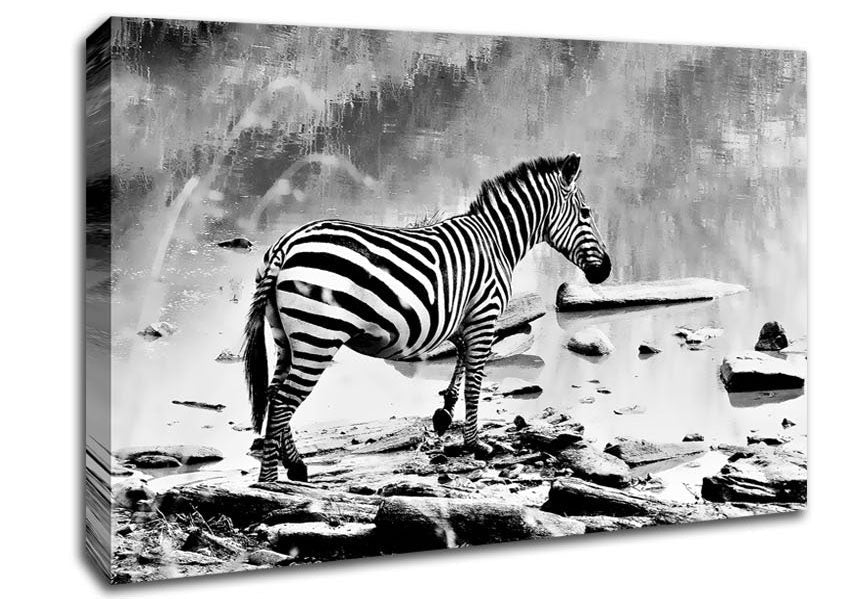 Zebras Watering Hole B n W Canvas Wall Art