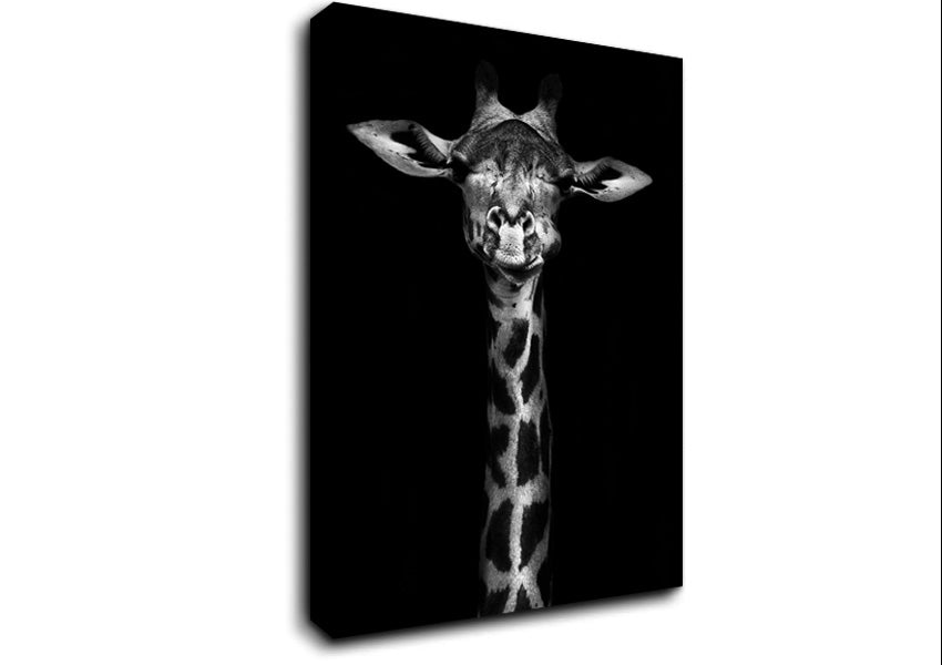 Cute Giraffe Canvas Wall Art
