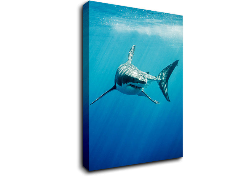 Shark Smile Canvas Wall Art