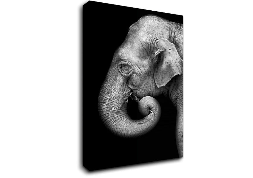 Elephant Face Canvas Wall Art