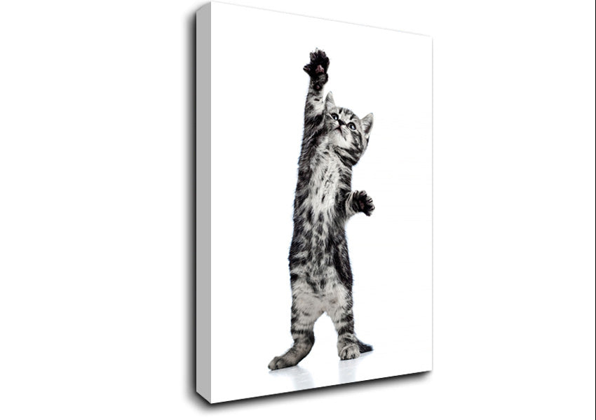 High Five Cat Canvas Wall Art