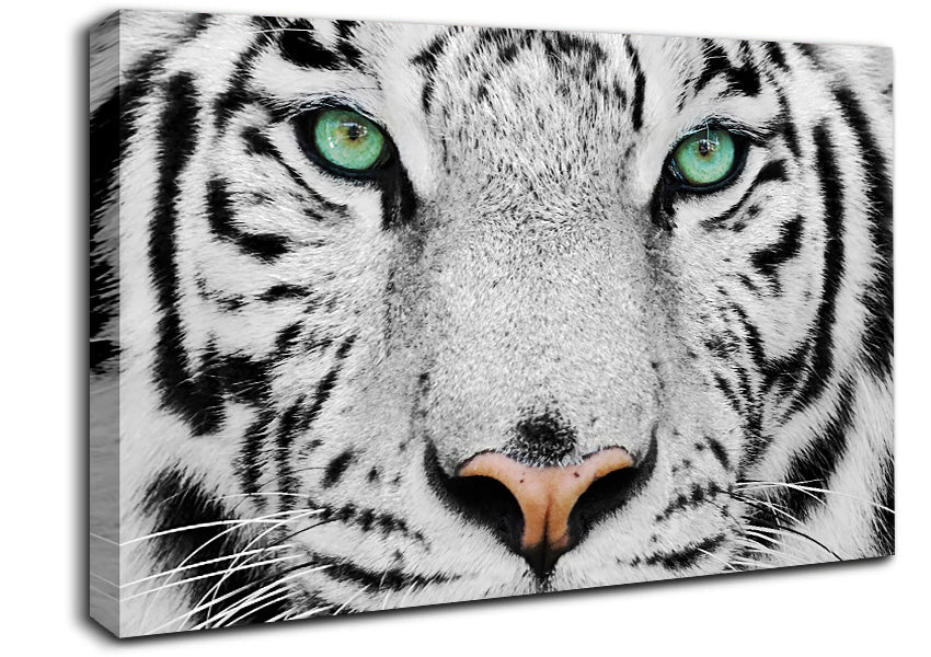 Green Eyed White Tiger Canvas Wall Art
