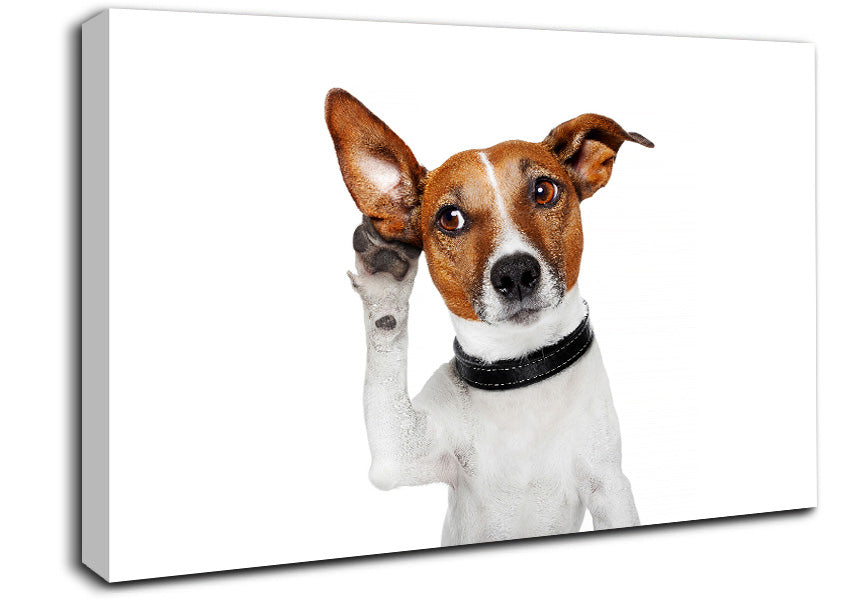 Jack Russell Dog Listen Canvas Wall Art