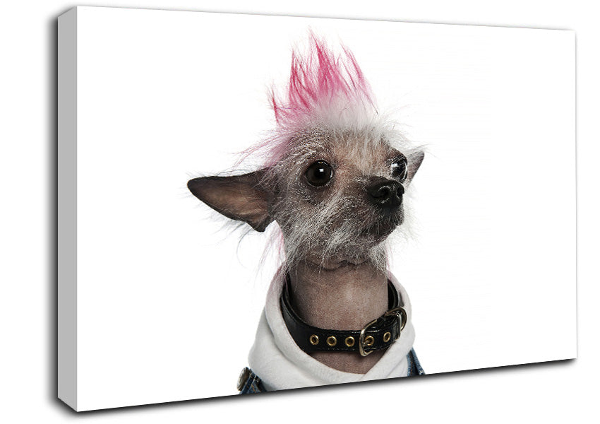 Chinese Crested Punk Dog Canvas Wall Art