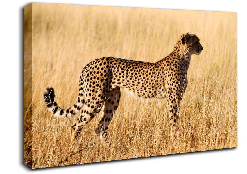 Cheetah Watch Canvas Wall Art