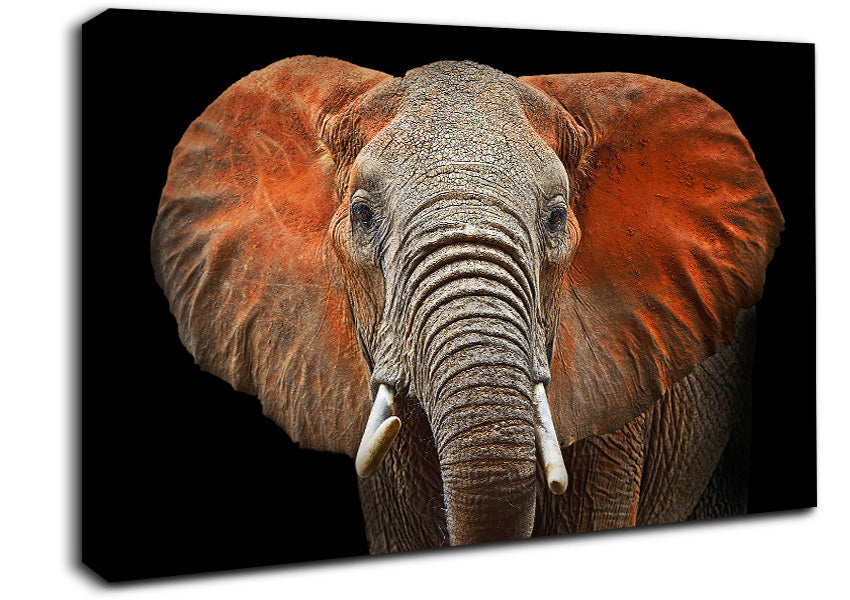 Elephant Ears Canvas Wall Art
