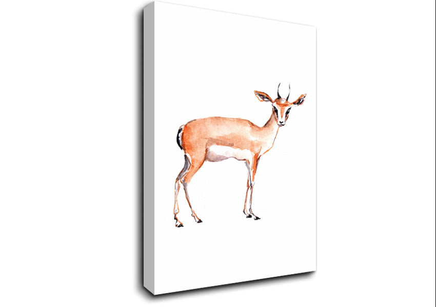 Springbok Canvas Wall Art