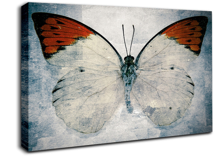 Orange Tipped Butterfly Canvas Wall Art