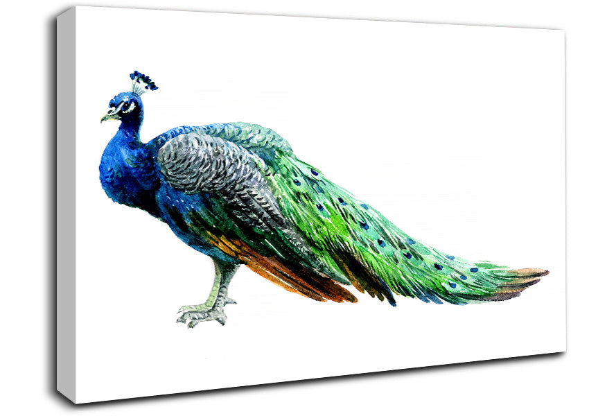 Peacock Stance Canvas Wall Art