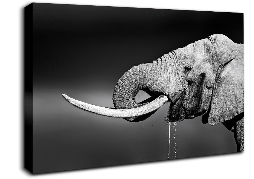 Elephant Drink Canvas Wall Art