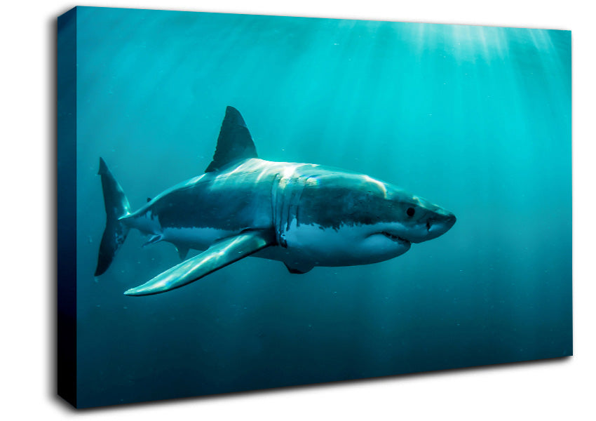 Shark Sunbeam Canvas Wall Art