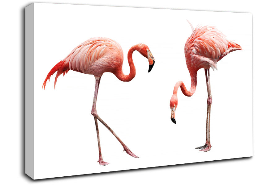 Pink Flamingo Duo Canvas Wall Art