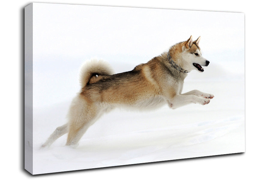 Husky Dog Snow Play Canvas Wall Art