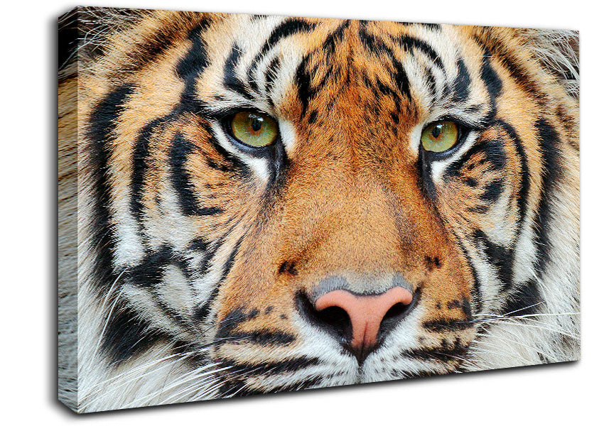 Tiger Beauty Canvas Wall Art