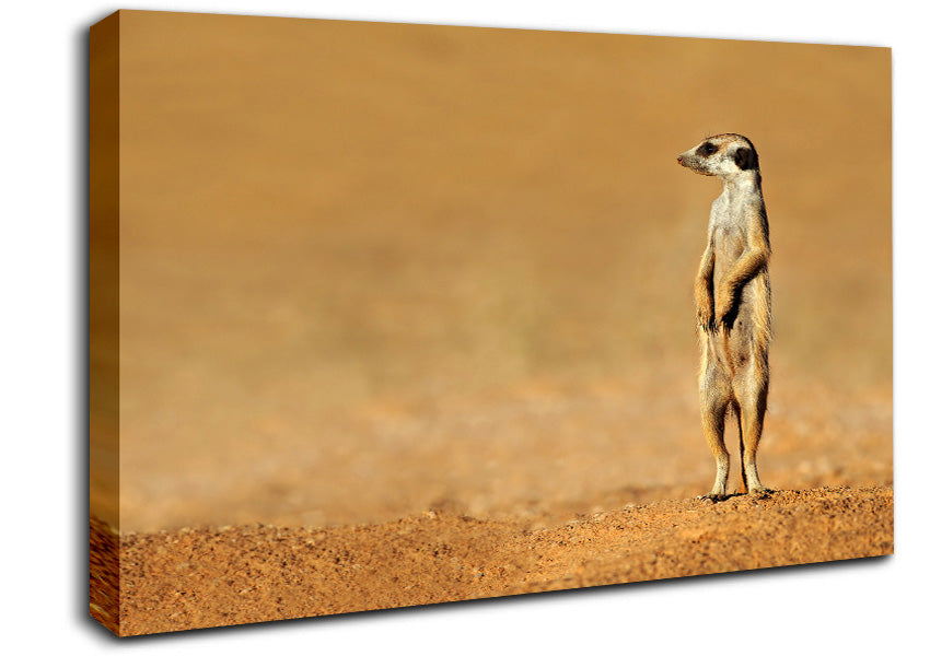 Meerkat Lost Canvas Wall Art
