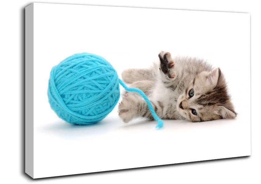 Kitten Cat Fun Canvas Wall Art