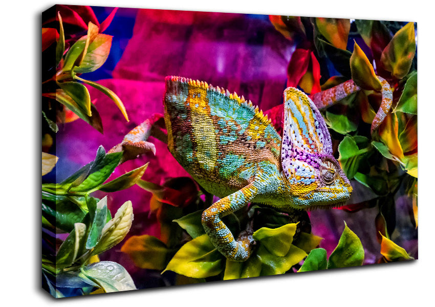 Chameleon In The Pink Canvas Wall Art