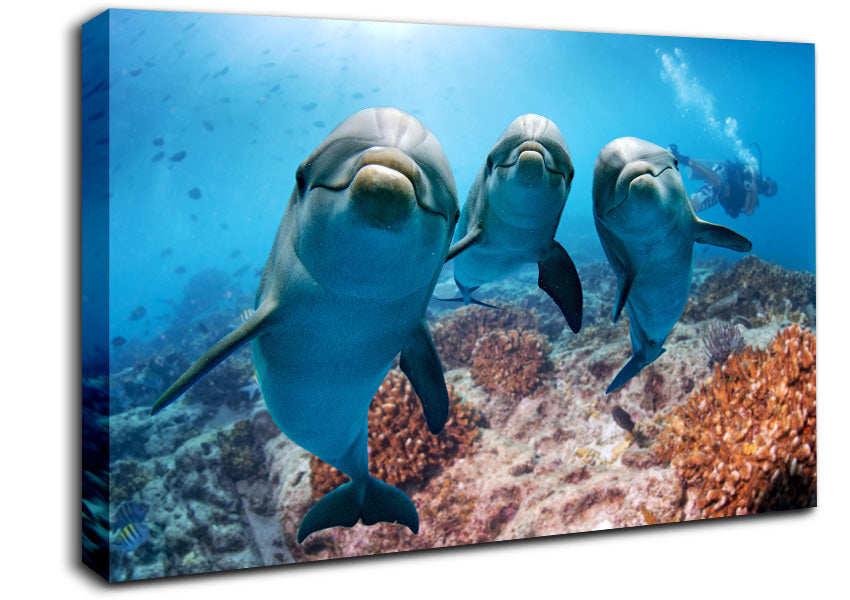 Inquisitive Dolphin Trio Canvas Wall Art