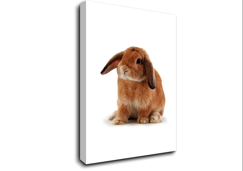 Bunny Sad Ears Canvas Wall Art