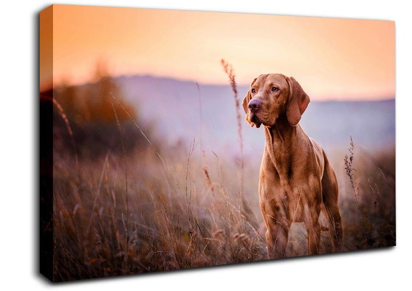 Vizsla Sunset Dog Canvas Wall Art