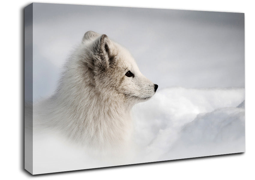 Snow Wonder Fox Canvas Wall Art