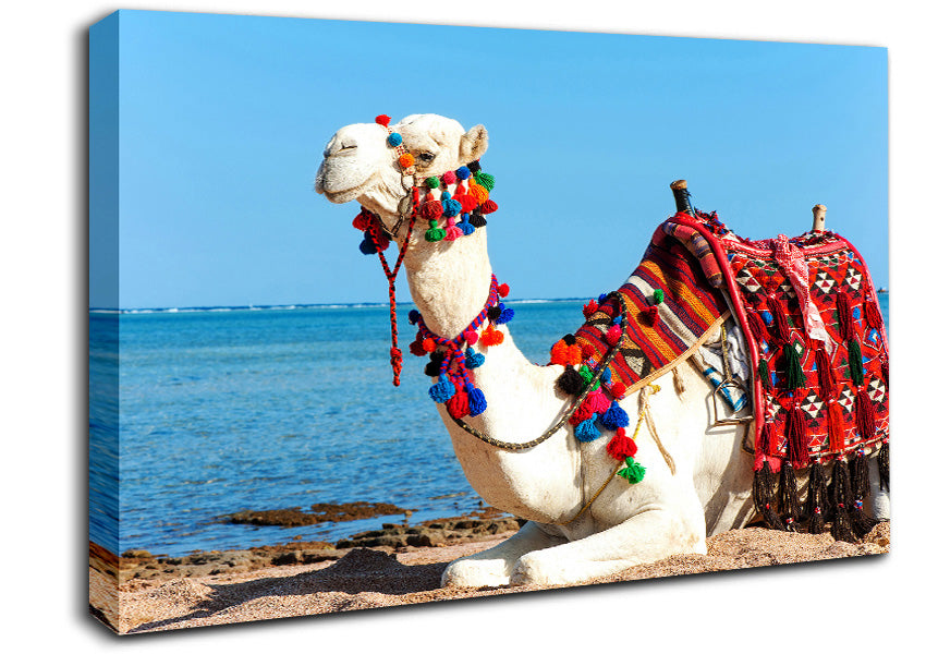 Camel Ride Canvas Wall Art