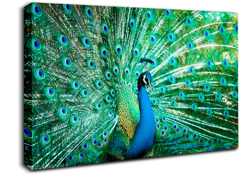 Peacock Feather Glory Canvas Wall Art