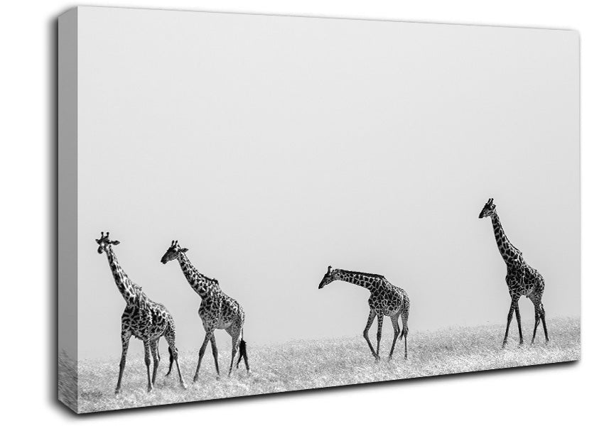 Giraffe Safari LineUp Canvas Wall Art