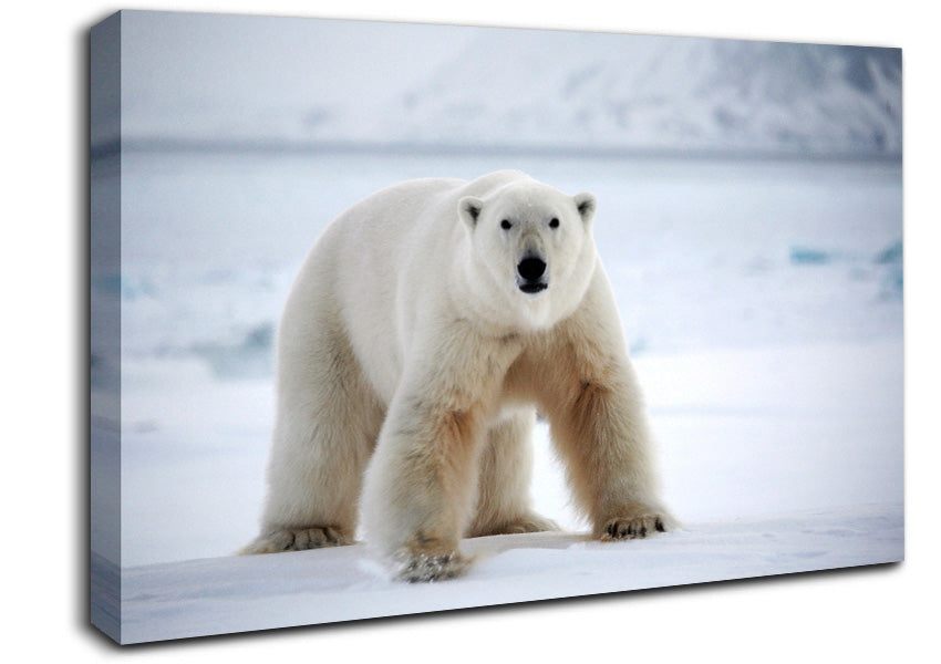 Polar Bear Snow Canvas Wall Art