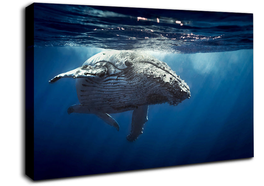 Humpback Whale Waters Canvas Wall Art