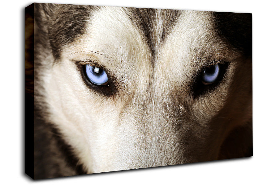 Stunning Husky Dog Eyes Canvas Wall Art